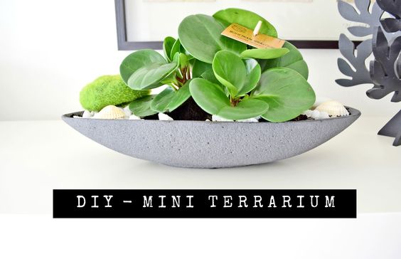 Mini Terrarium w Betonowej Misie DIY