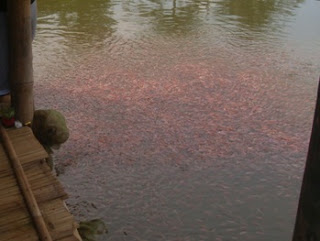 PENDEDERAN IKAN NILA EPUB PENDEDERAN IKAN NILA EPUB