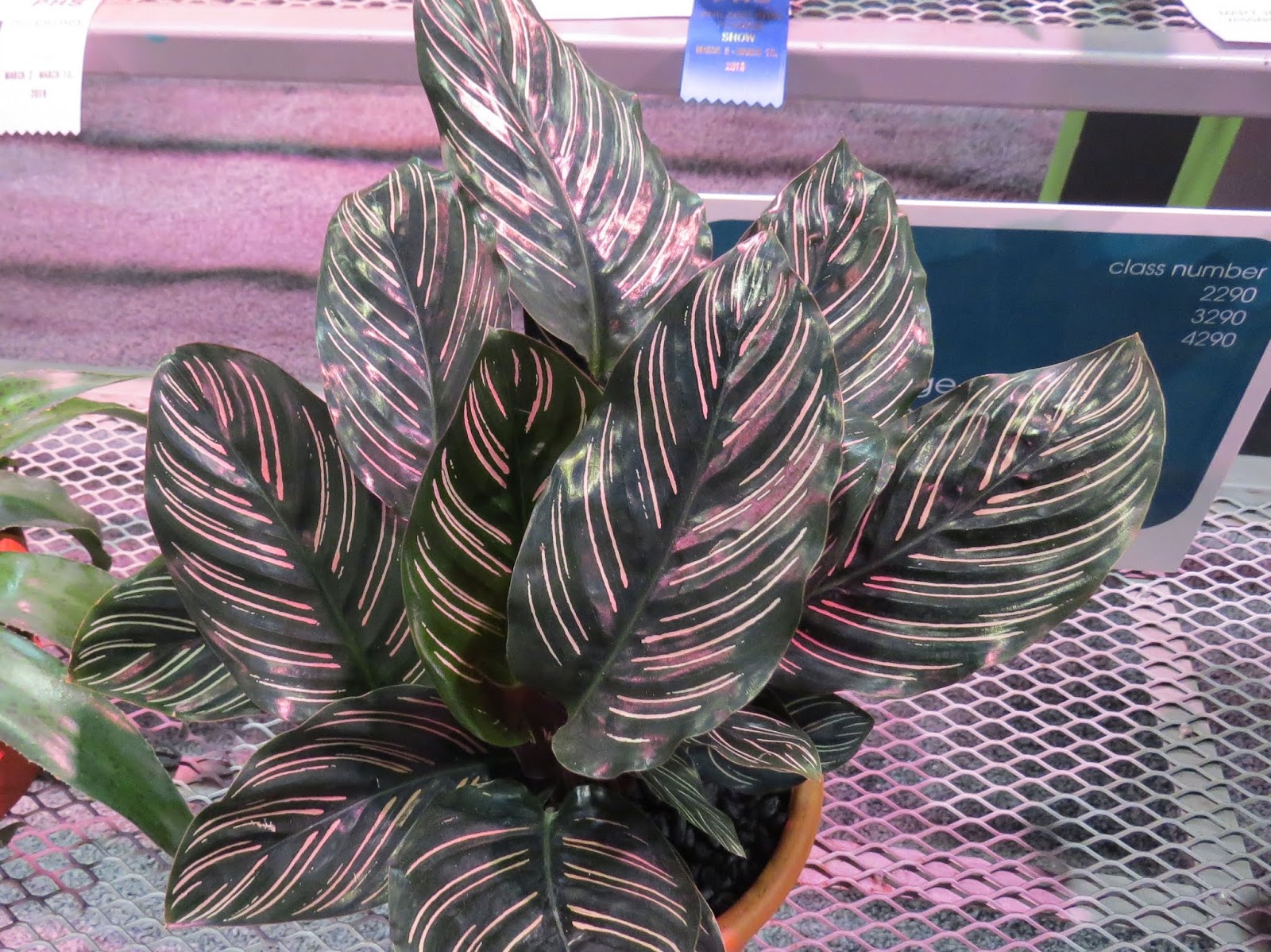 Calathea majestica