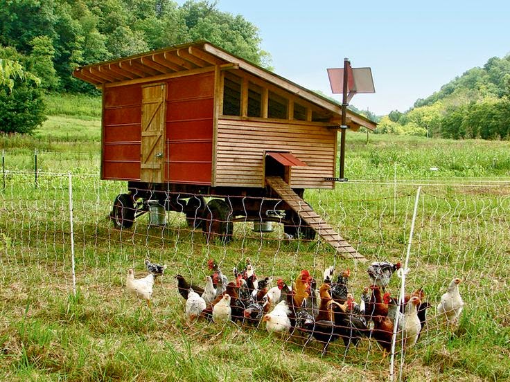 Our Simple Farm: What is a Chicken Tractor and Why Do We 