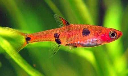 Shamudra Bilash: Loach & Rasbora Fish