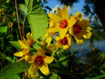 "Green" Project: Let's "Save" the Yellow Flowers of Brazilian Wood ("Endangered" species)