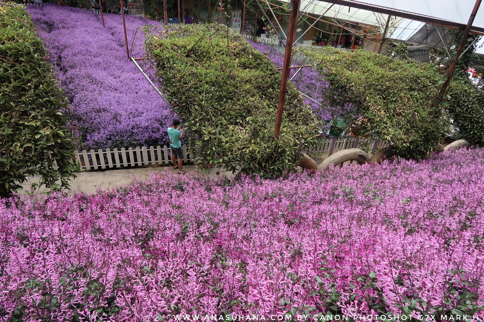 Tempat Menarik di Cameron Highlands : Cameron Lavender Garden