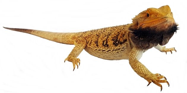 Bearded Dragon Care For Beginners Bearded Dragon Behavior