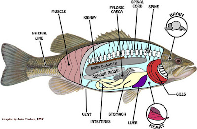 Internal Fish Anatomy Picture