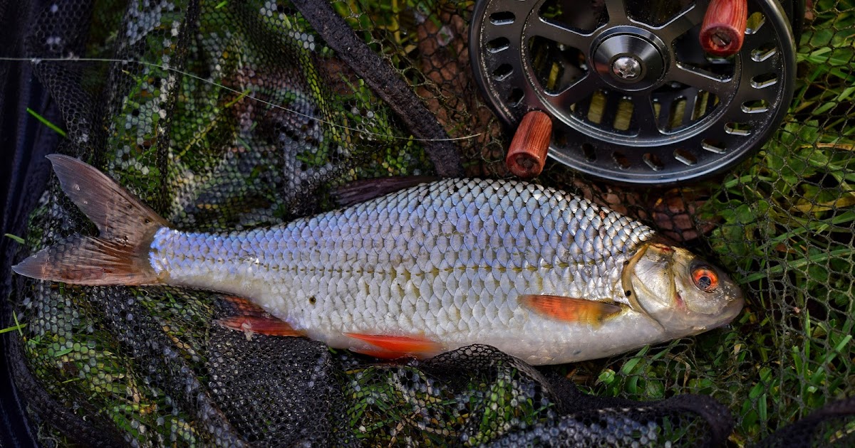 Bureboyblog Pigeonchested from Venus and Mars