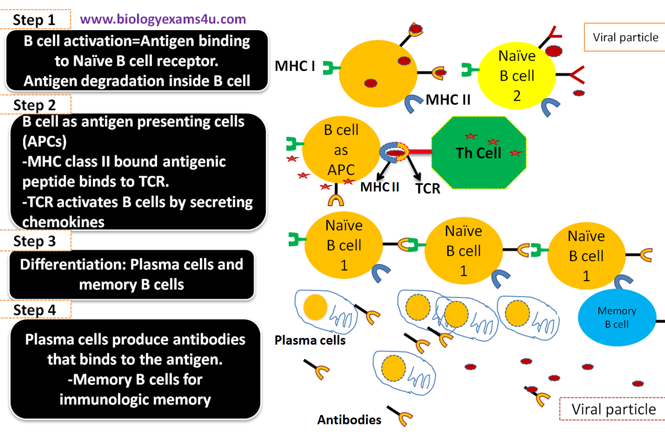 Mechanism of APC (Antigen Presenting Cells) -  Immunology