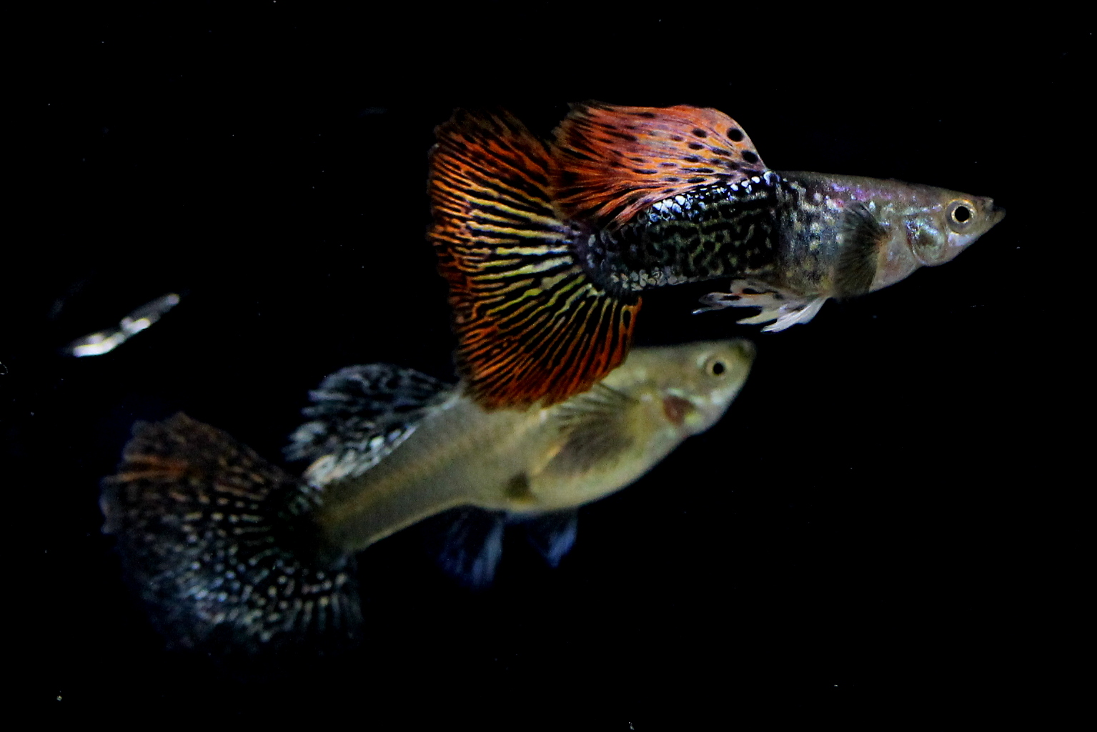 Guppy Dragon Big Ear Sale Guppy Fish Indonesia