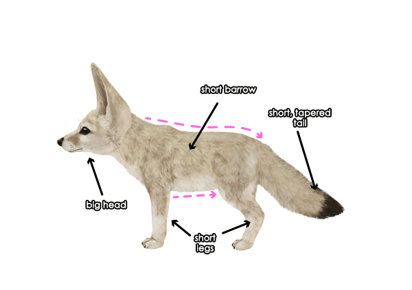 Fox Body Parts >> Learn N Earn How To Draw Animals Foxes Fox Body Parts >> Learn N Earn How To Draw Animals Foxes