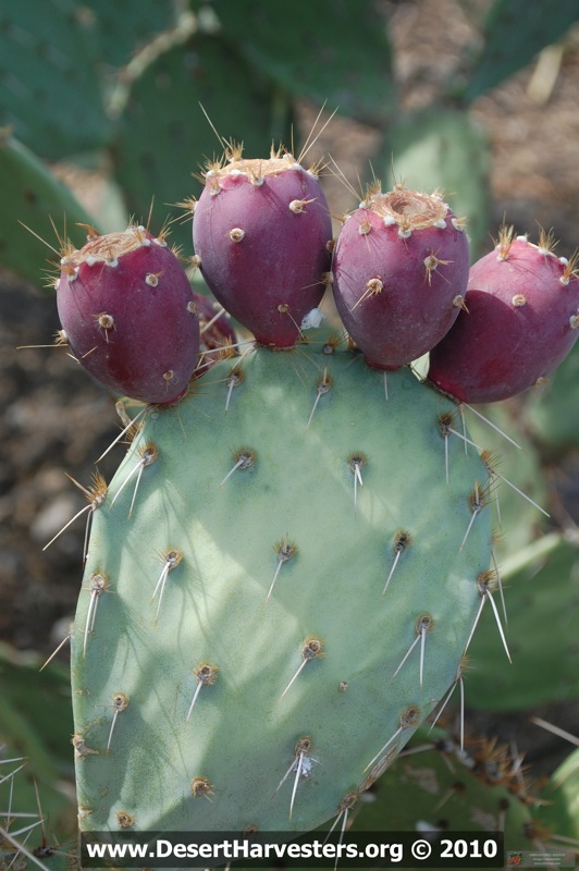 How to Grow Prickly Pear, Different Tips About Growing Prickly Pear