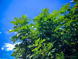 Fresh Green Leaves Of The Tree On A Sunny Day In The Clear Blue Sky