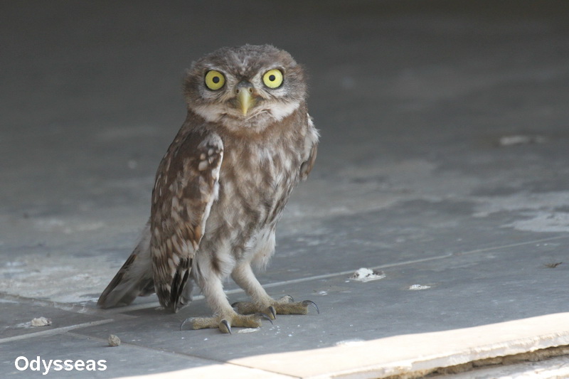 Nature in Greece Little Owl Κουκουβάγιες