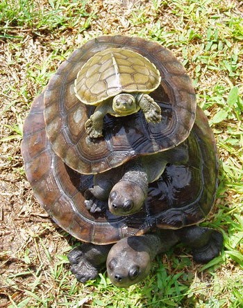 Inilah 7 Reptil Paling Langka Di Indonesia Reptil