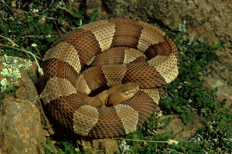 Animal Pictures American Copperhead