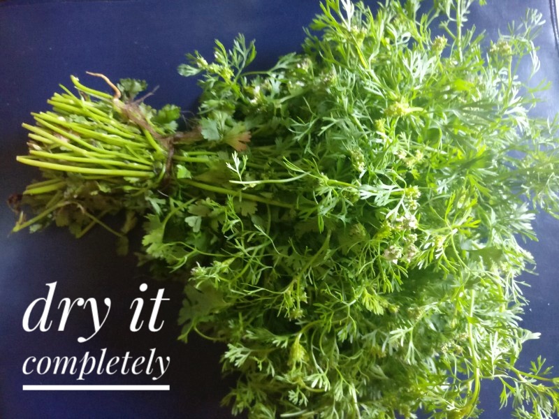 Veg Indian Cooking How to keep coriander leaves fresh in the