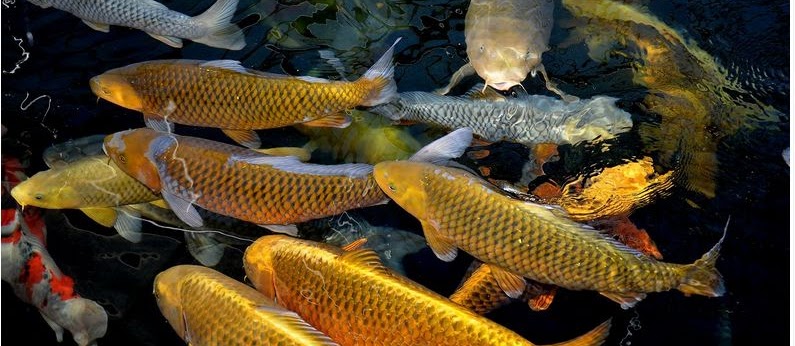 Ini Dia Ternak Ikan Koi yang Sudah Teruji dan Berhasil