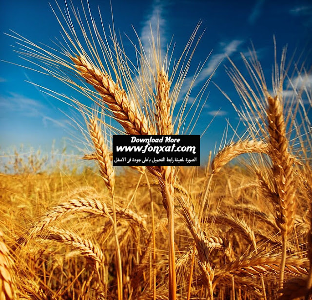 wallpaper HD : Wheat