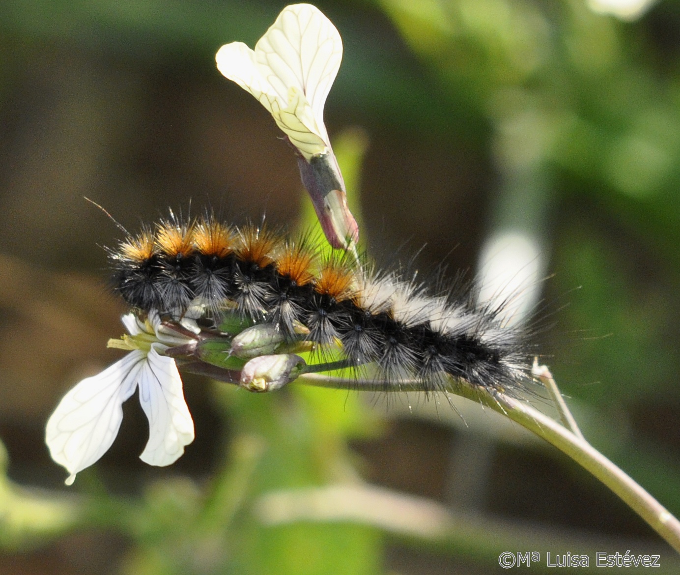 Mi Rincón Natural ORUGA PELUDA ORUGA