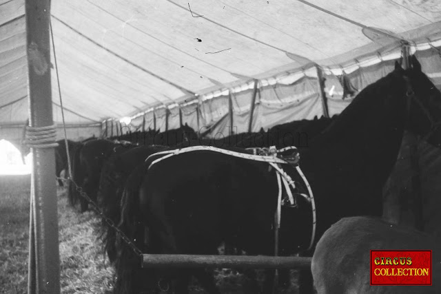 Les chevaux noire du Cirque Franz Althoff 1967 dans leurs écuries 