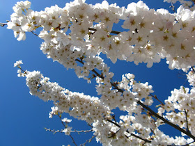 Prunus x yedonesis Japanese Flowering Cherry Yoshino sakura blooms University of Toronto Robarts Library by garden muses--not another Toronto gardening blog