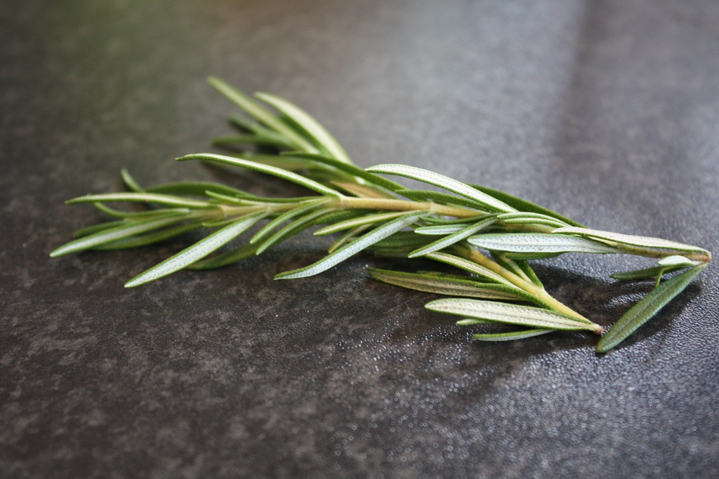 Description of Rosemary