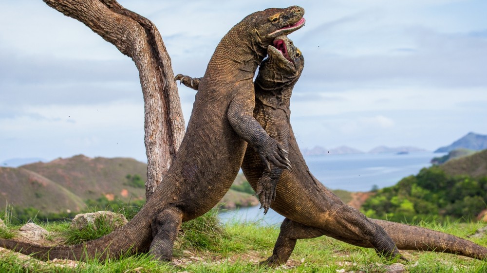 Cara Berkembang Biak Komodo komodo berkembang biak dengan cara