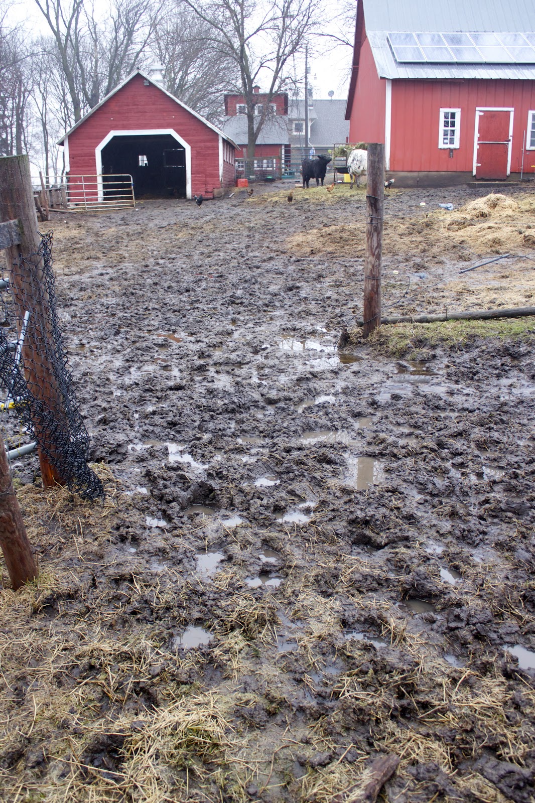 Squash Blossom Farm Overdue Postage on Blog