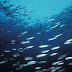 Peixes prateados enganam predadores desviando a trajetória da luz