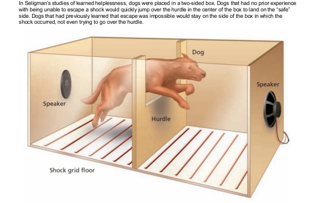 dog-learned-helplessness.jpg