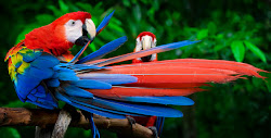 tropical birds bird parrot screaming tours tot problems parrots macaw animals icarly njmom colorful feathers huge