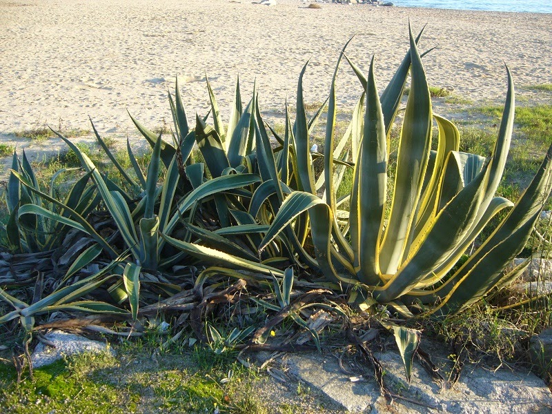 Plantas para hombres: Ágave americana, pita