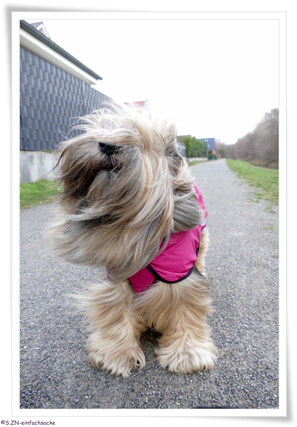 [Hundeblog] Einfach Socke Wir warteten….