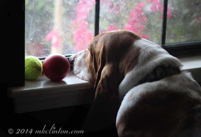 Basset Hound looking out window with tennis ball on window sill
