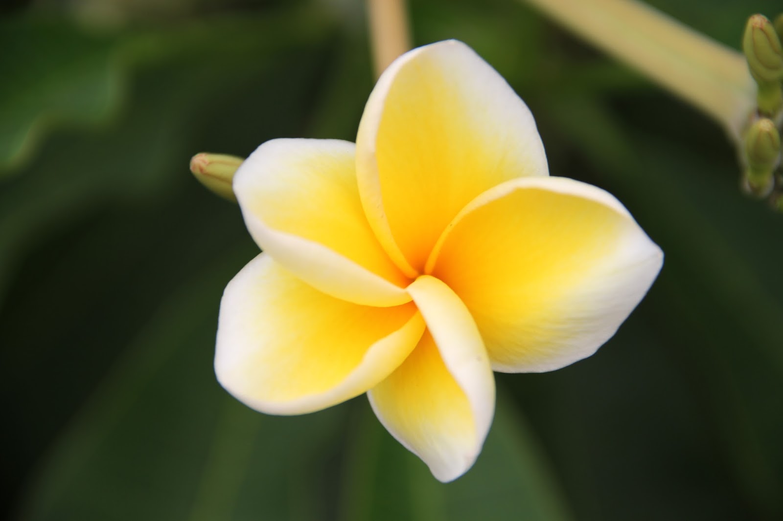 Arsip Cerpen Kompas: Bunga Jepun - Putu Suta Wijaya