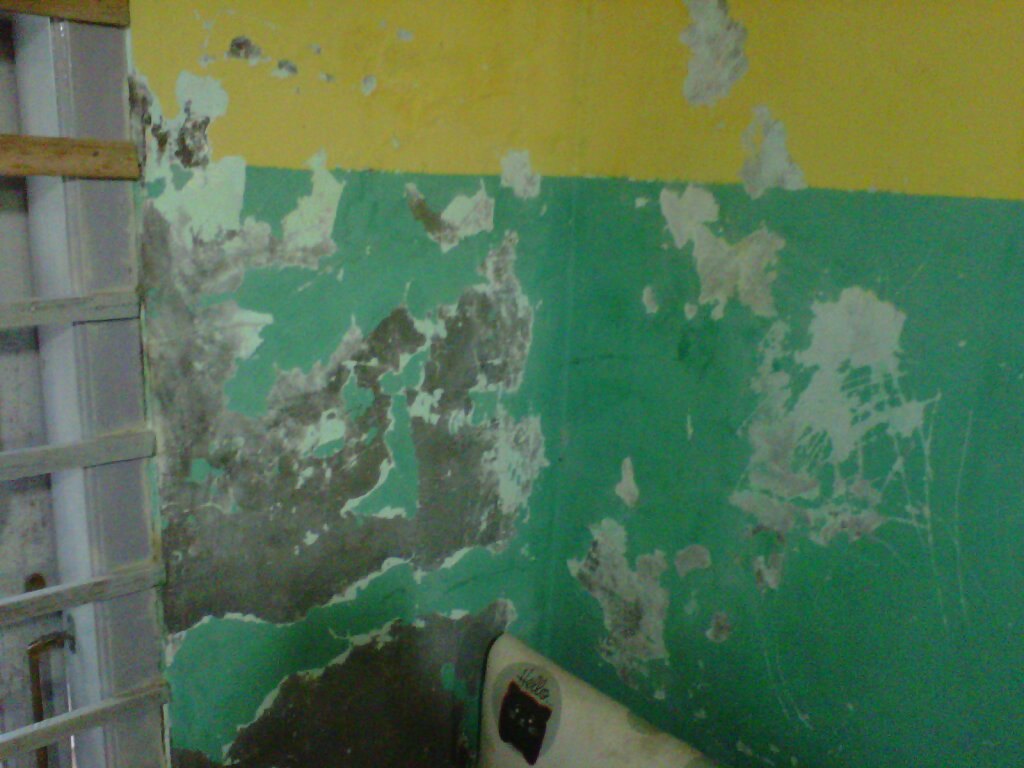 Cara memperbaiki cat  dinding  yang mengelupas  INFO HARGA 