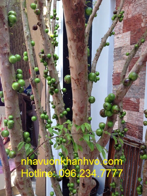 Nên mua Nho thân gỗ ở đâu? Uy tín - Chất lượng - 2