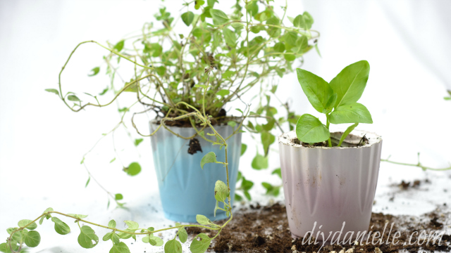 These easy planters are made with solo cups and Buddy's Artisan Mix. Quick and Easy Concrete Planters