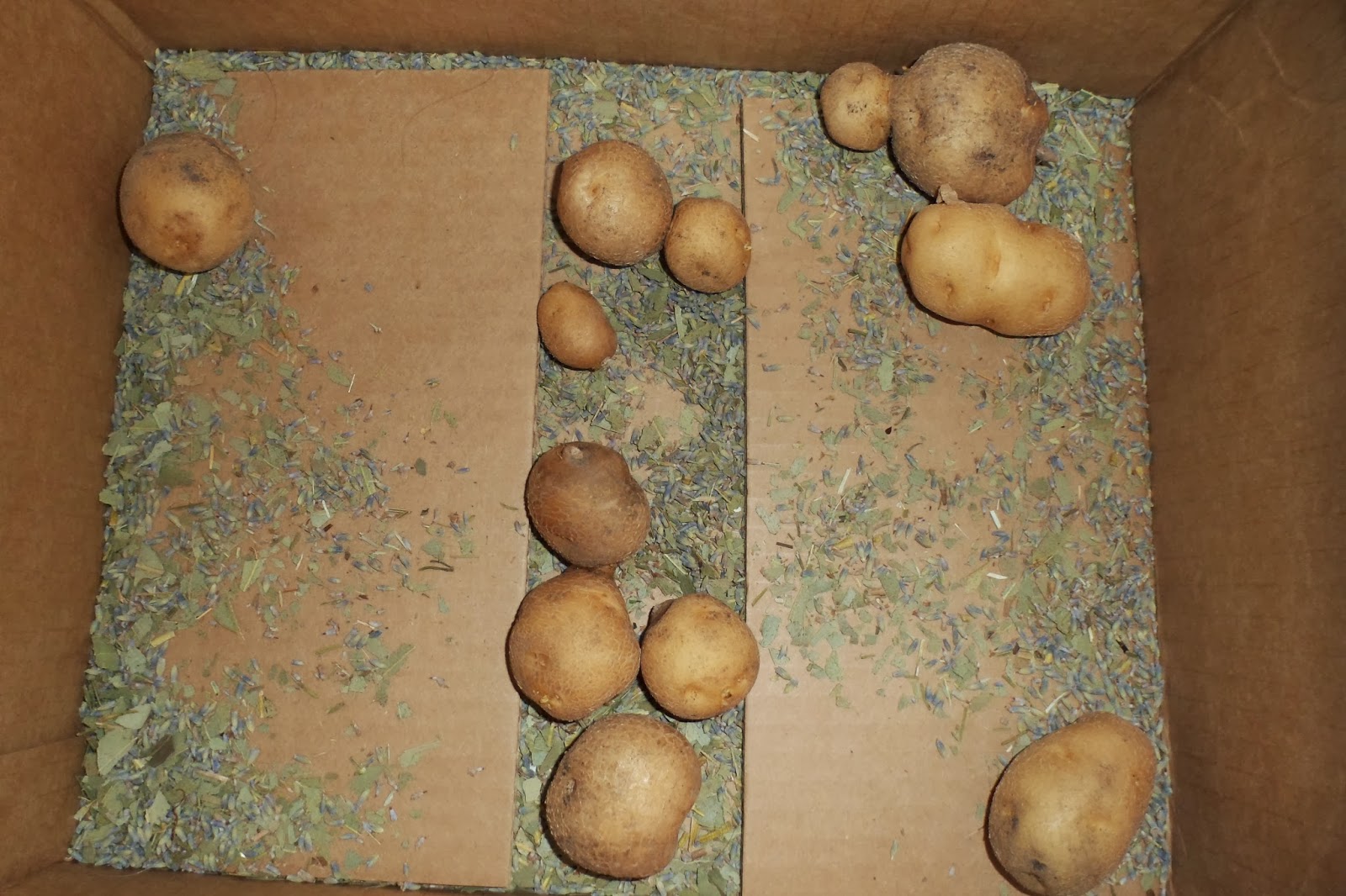 The Perennial Agriculturalist the basement is alive with potatoes
