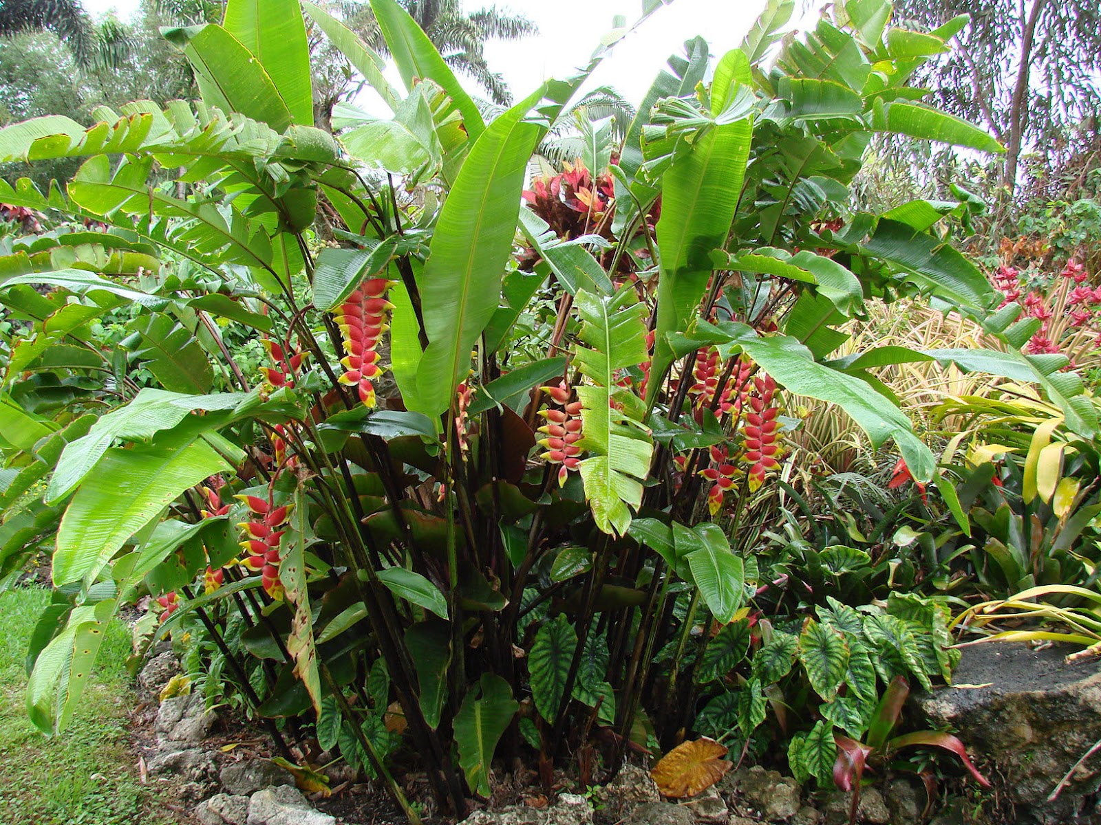 PlantWerkz Heliconia Rostrata Lobster Claw