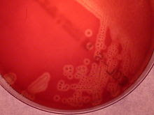 Infeksi Streptococcus sp. pada Hewan