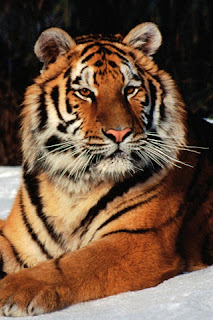 iphone  background wallpaper