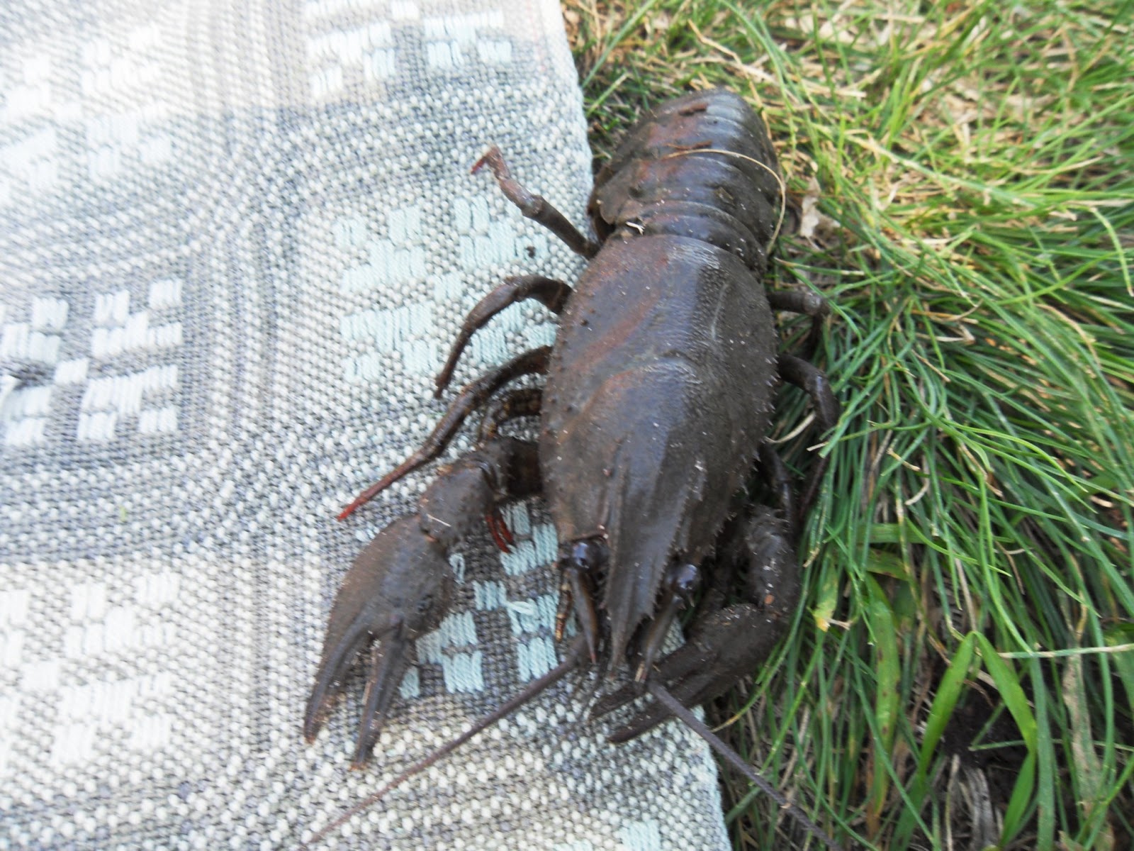 майский паук. жук рак. майский жук. подземный сверчок медведка. жук рачок.