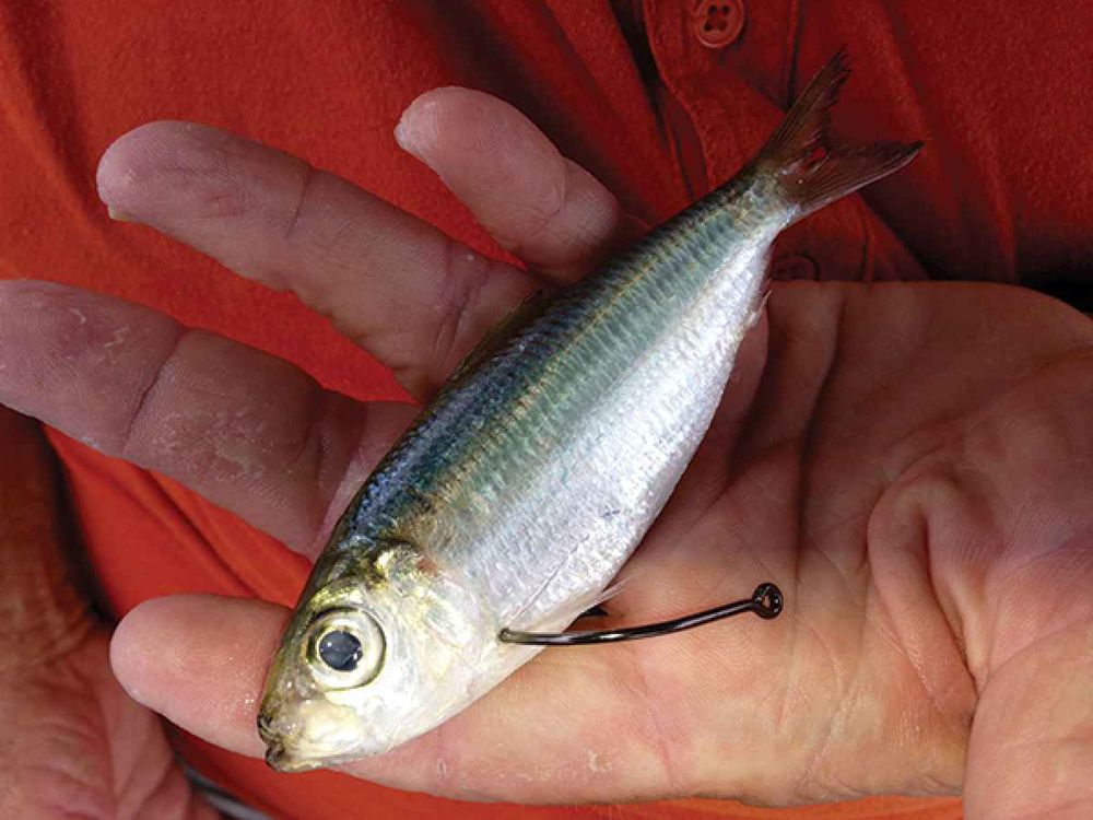 How to Use Live and NonLive Sardine Lure Tips Frozen Sardine Fish