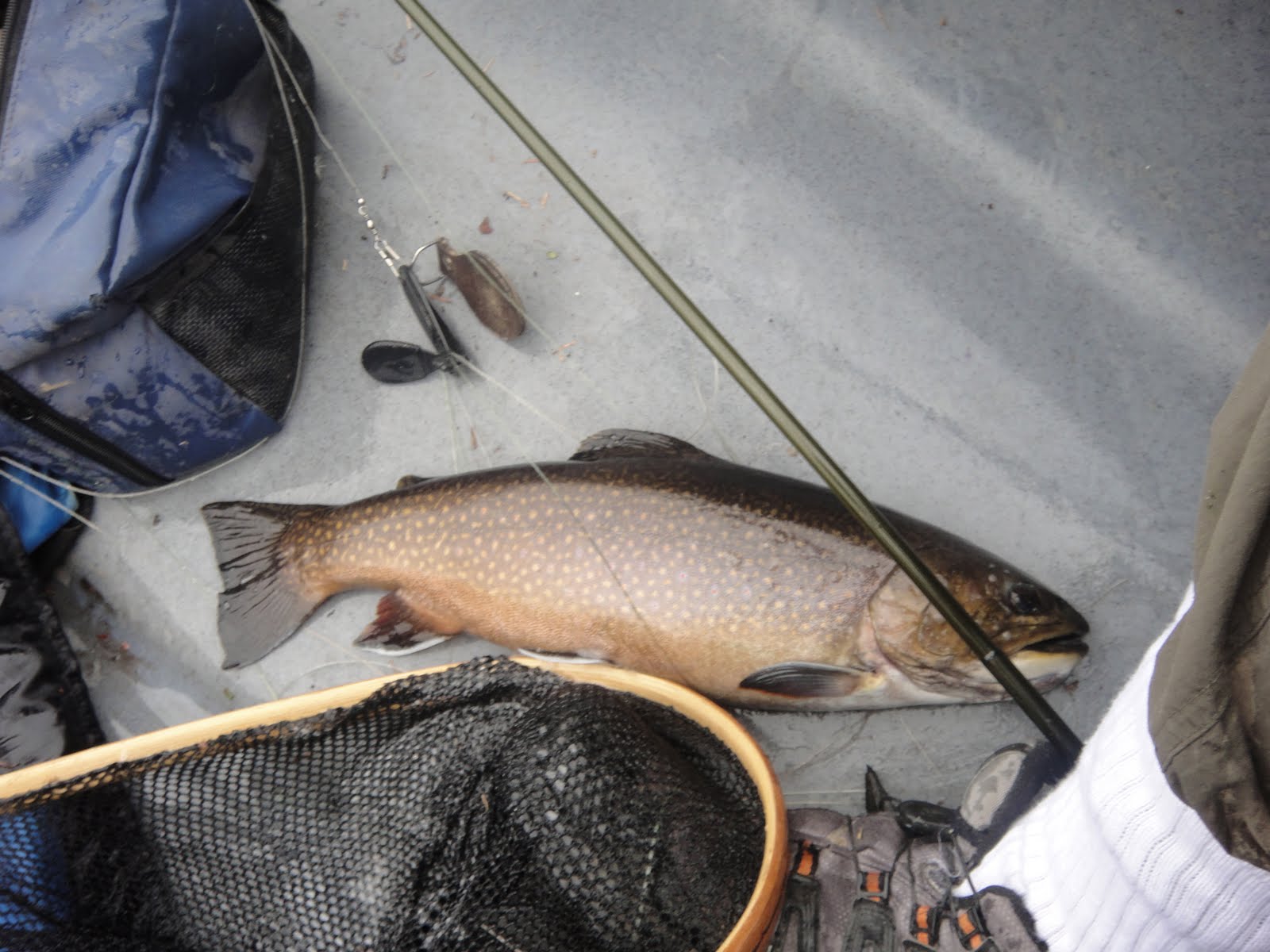 Northwoods Outfitters Trophy Maine Brook Trout!