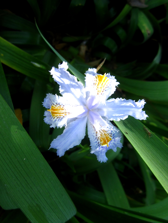 Flower Madeira