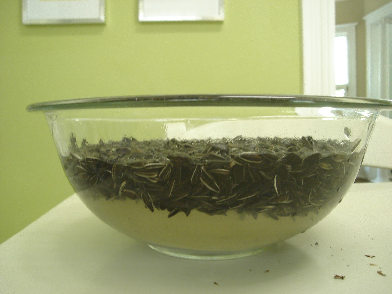 THE DARKROOM How To Make Your Own Sunflower Seeds