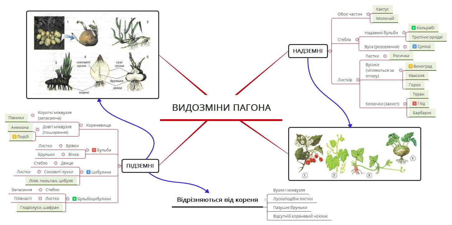 Блог вчителя біології Шубківського ліцею Яцук Наталії Олександрівни ...