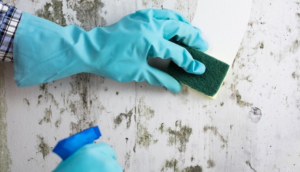 how to clean a moldy house wall how to clean a moldy house wall