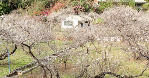 新社梅林親水岸賞梅花好去處,還有民宿和露營區,親子同遊也適合 新社梅林親水岸賞梅花好去處,還有民宿和露營區,親子同遊也適合