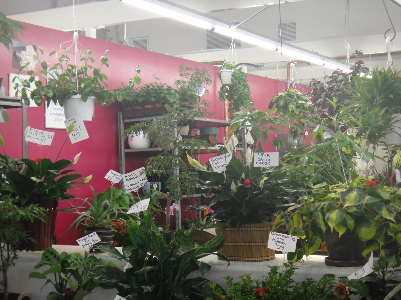 Panoptikal* Hamilton Farmers' Market (July 5, 2011)